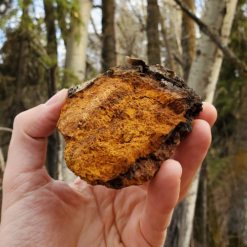 Chaga mushrooms